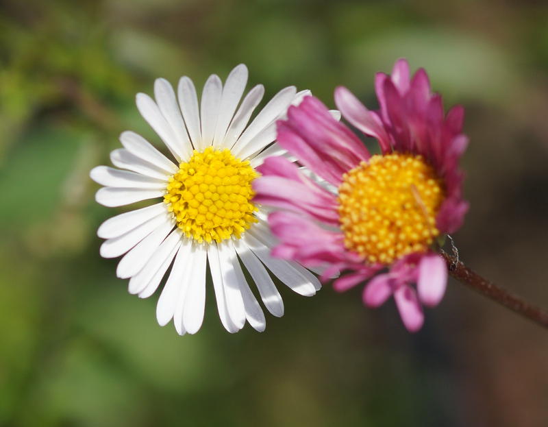 Erigeron karvinskianus 'Blütenmeer'