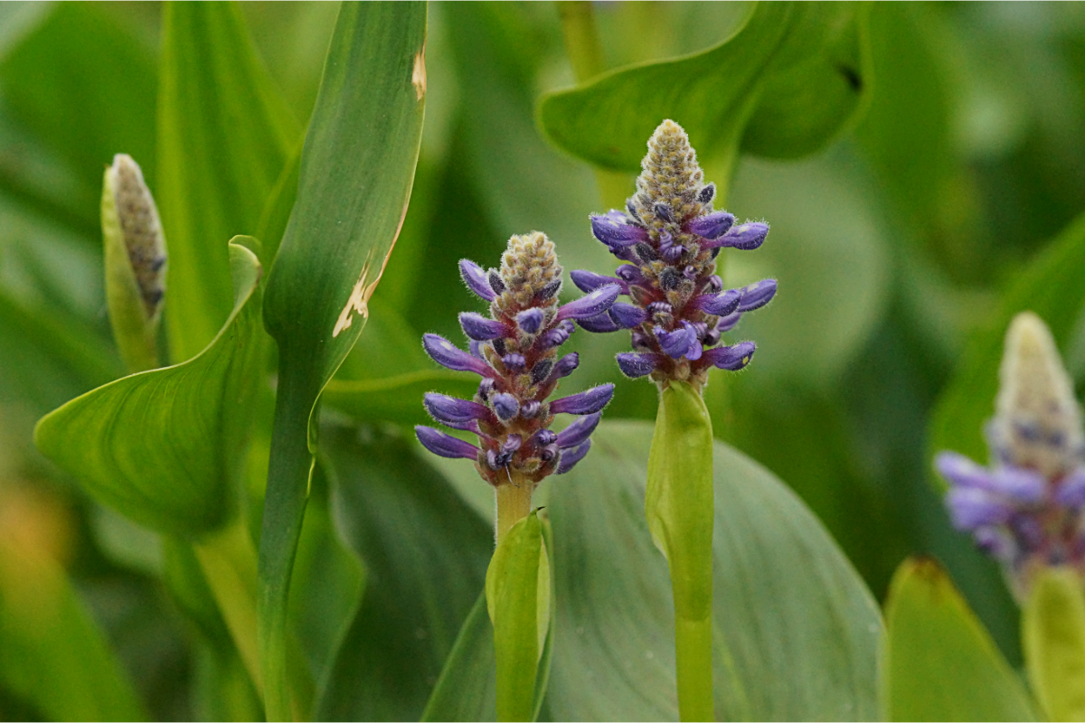 Pontederia cordata - Hechtkraut