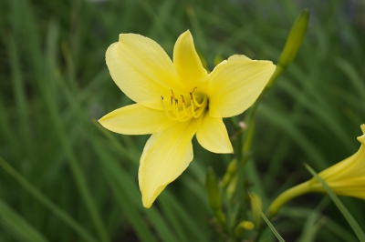 hemerocallis_citrina_1