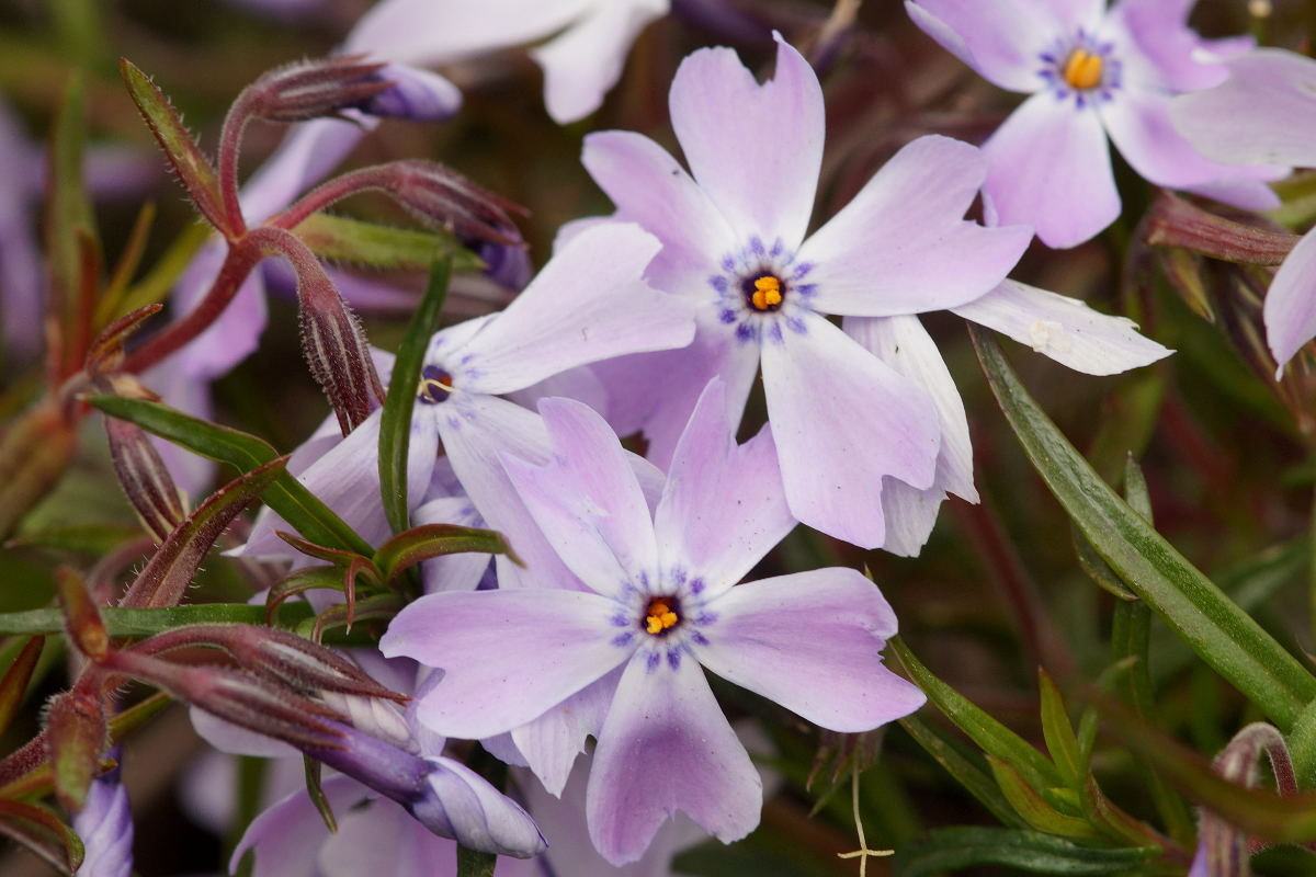 Phlox subulata 'Emerald Cushion Blue' - Polster-Flammenblume