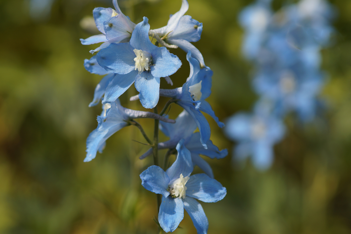Delphinium Elatum-Hybr. 'Ariel' - Hoher Garten-Rittersporn