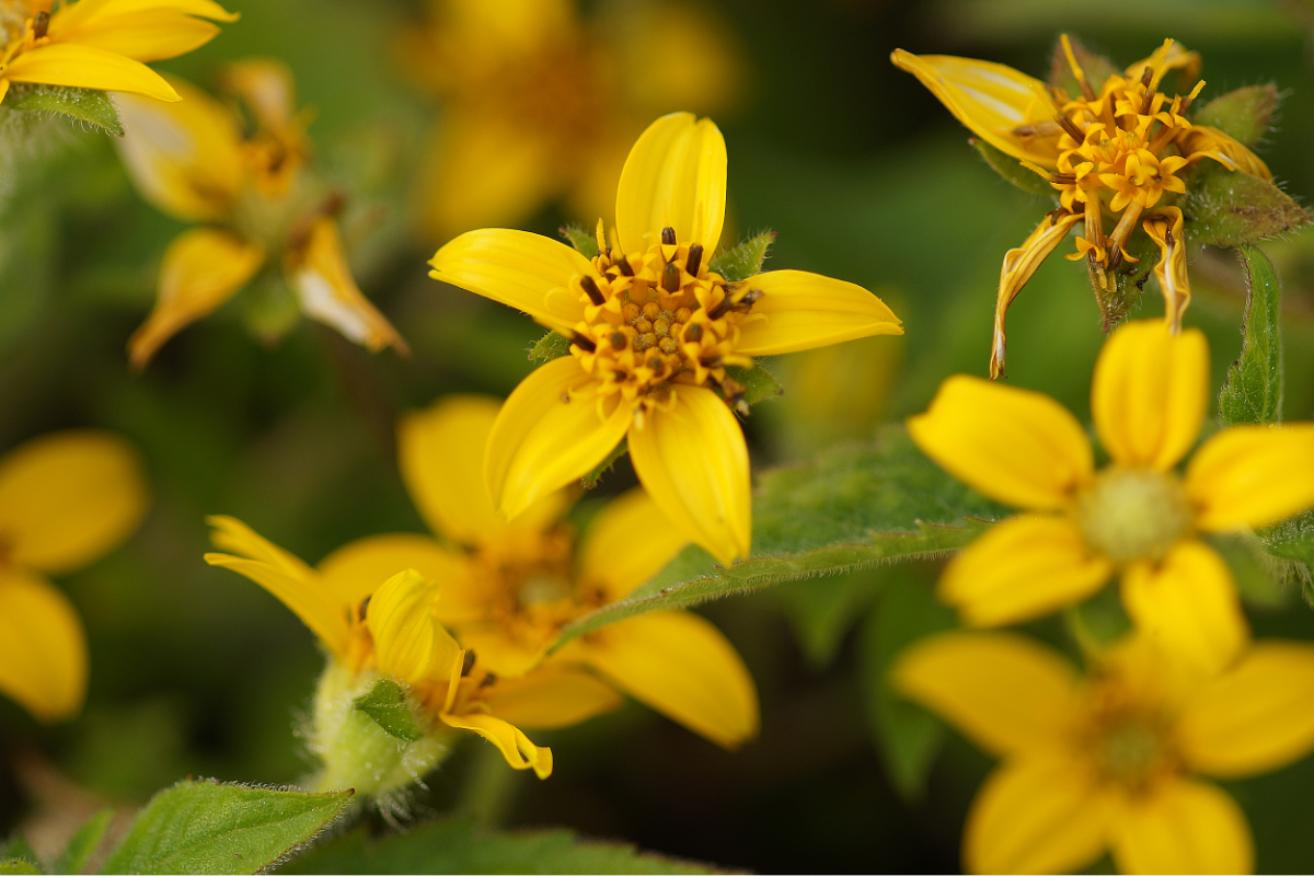 Chrysogonum virginianum