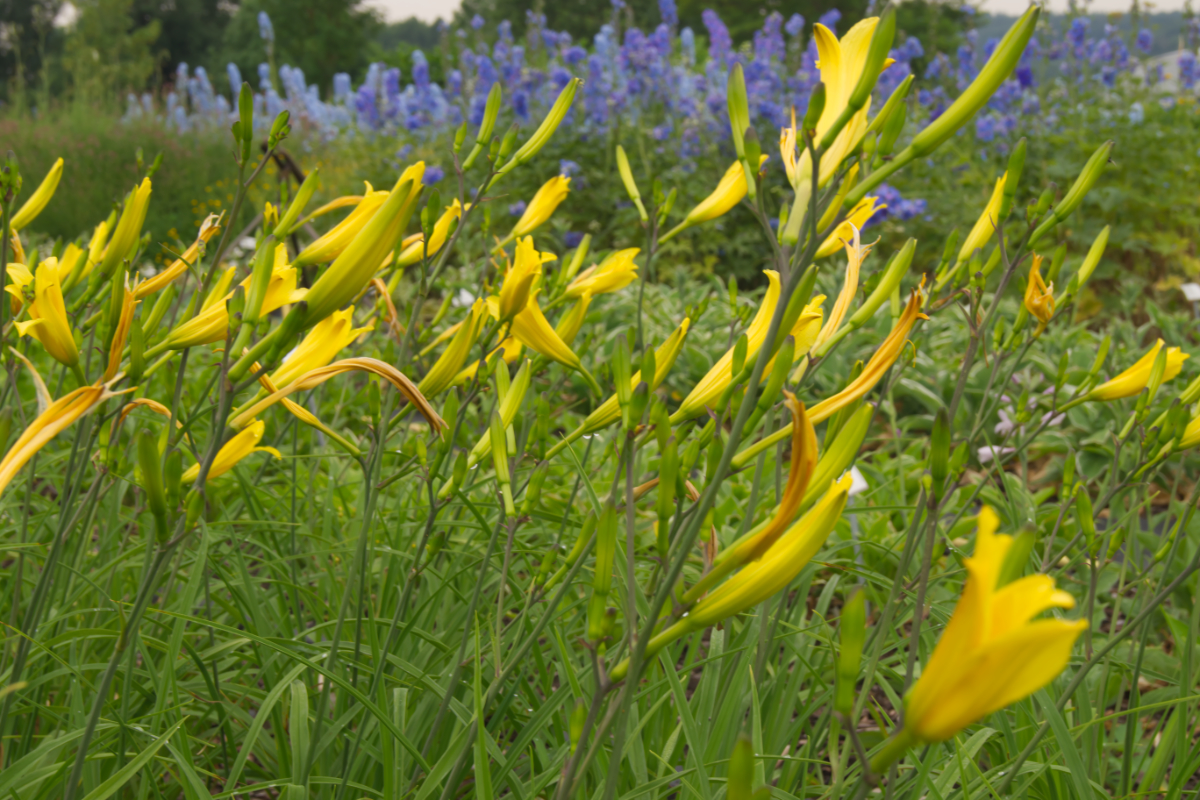 Hemerocallis citrina