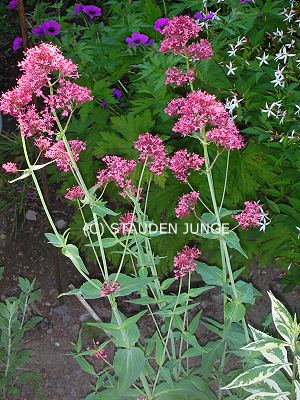 Centranthus ruber 'Coccineus'