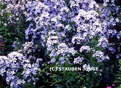 Campanula lactiflora 'Prichard'