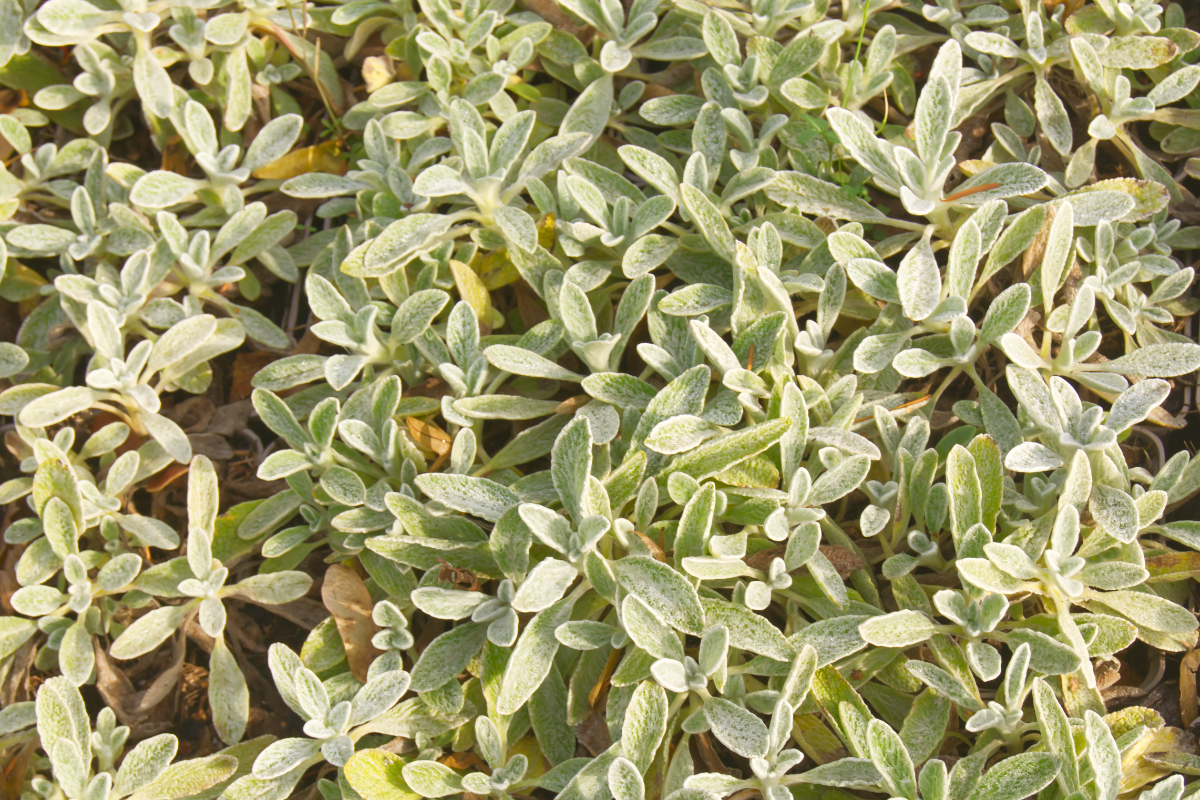 Sideritis syriaca