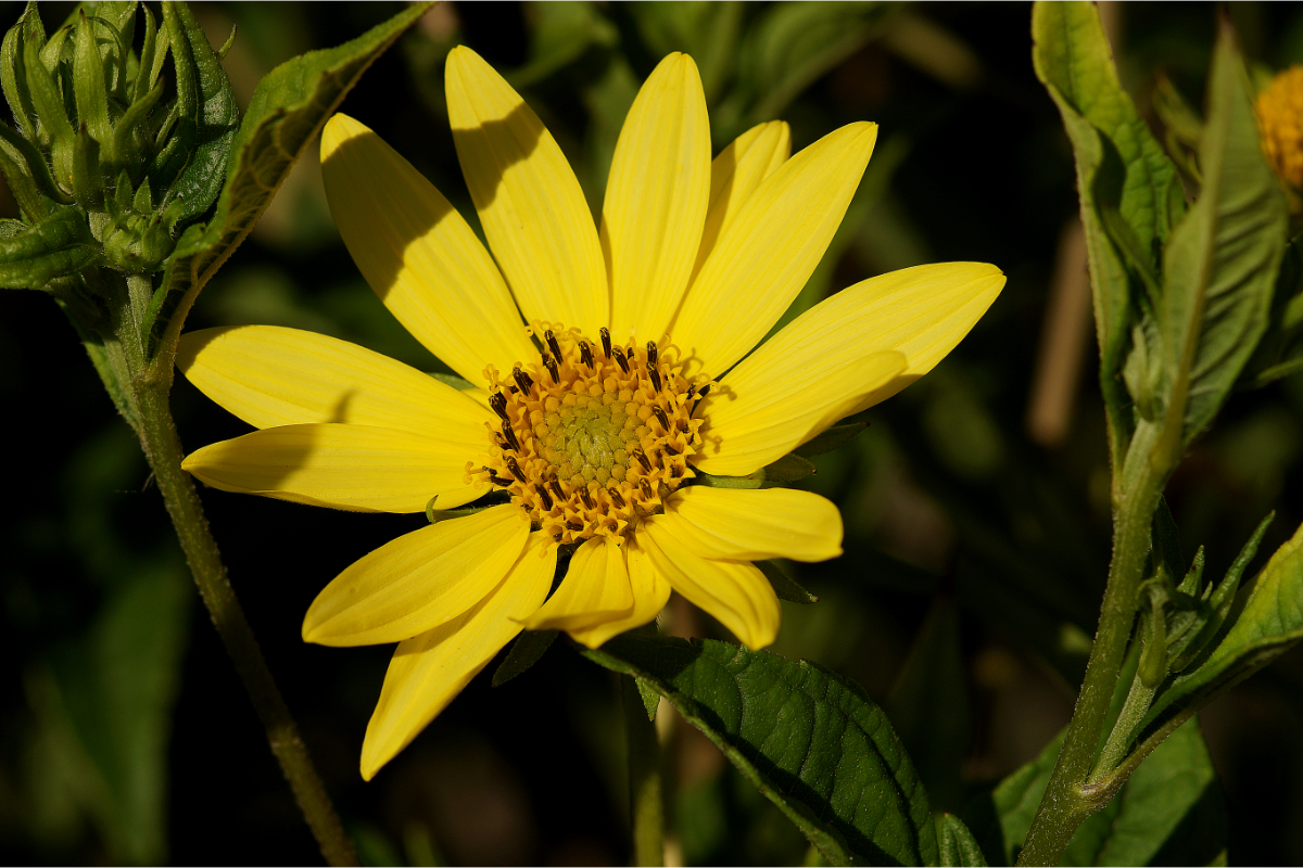 Helianthus microcephalus 'Lemon Queen'