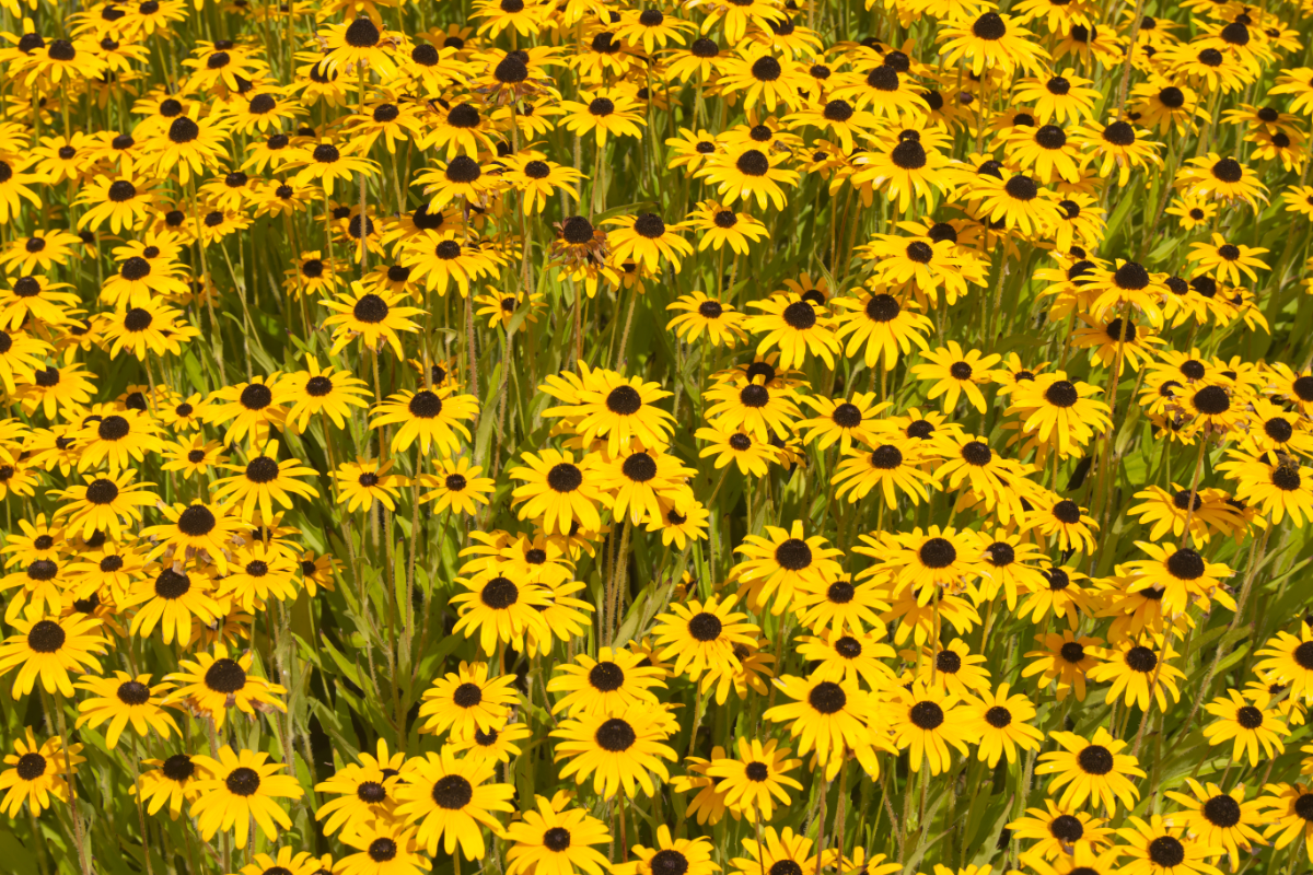 Rudbeckia fulgida var.speciosa - Sonnenhut