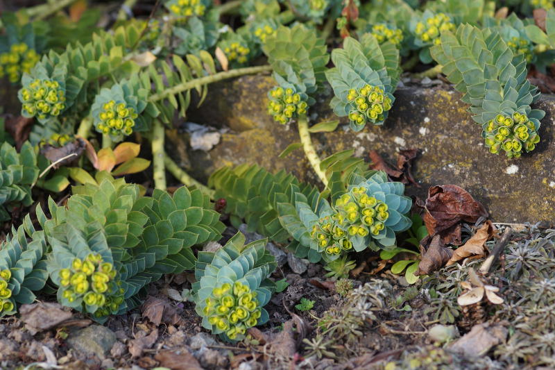 Euphorbia myrsinites