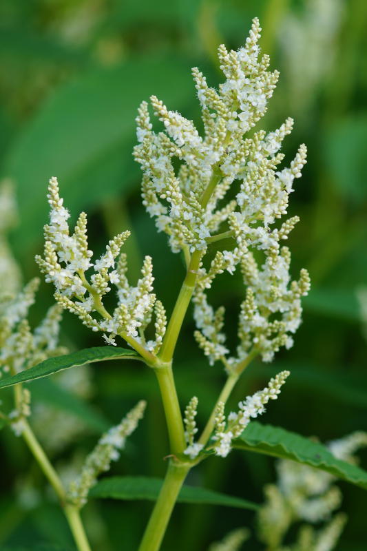 Aconogonon speciosum 'Johanniswolke'