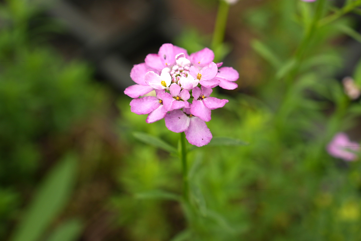 Iberis sempervirens 'Absolutely Amethyst'