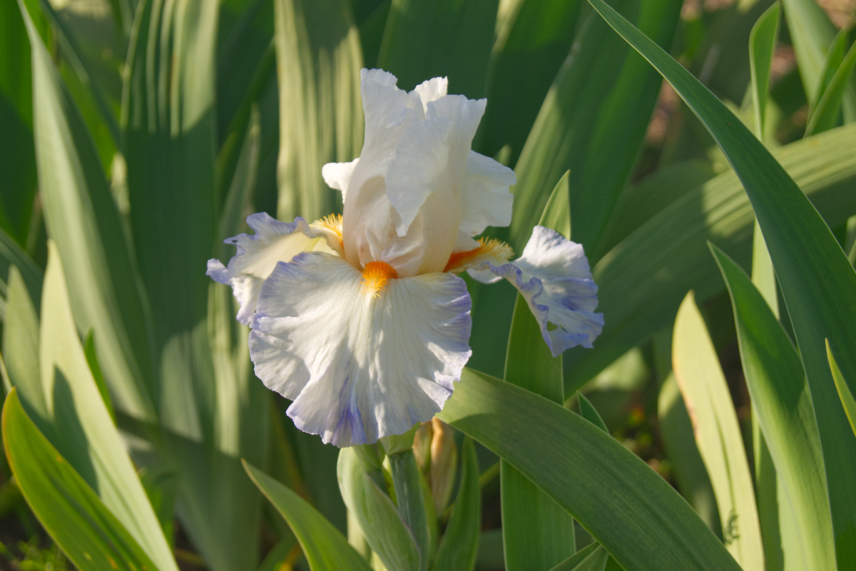 Iris barbata-elatior 'Romance'