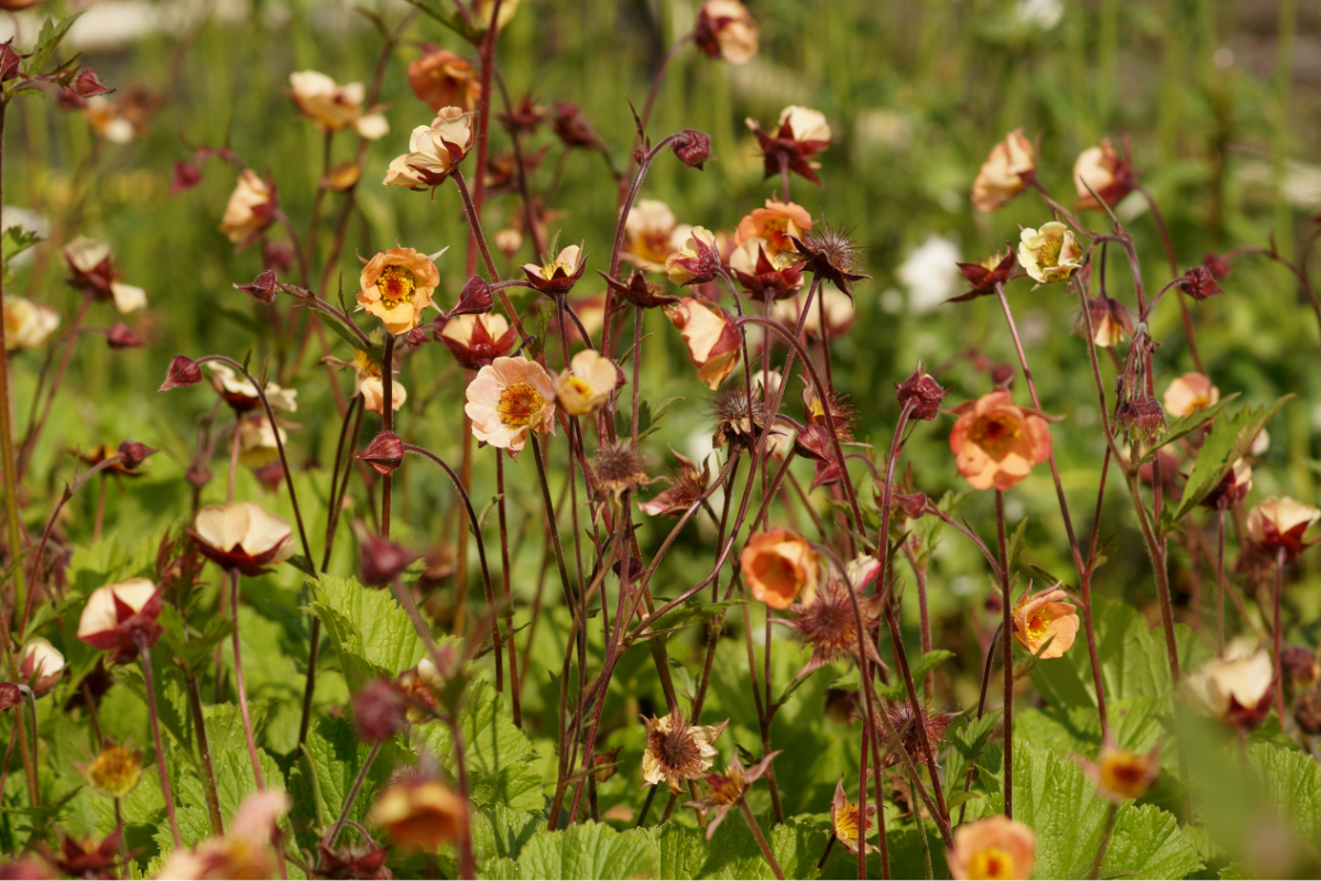 Geum chiloense 'Mai Tai' (R)