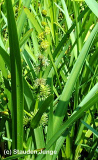 Sparganium erectum - Igelkolben