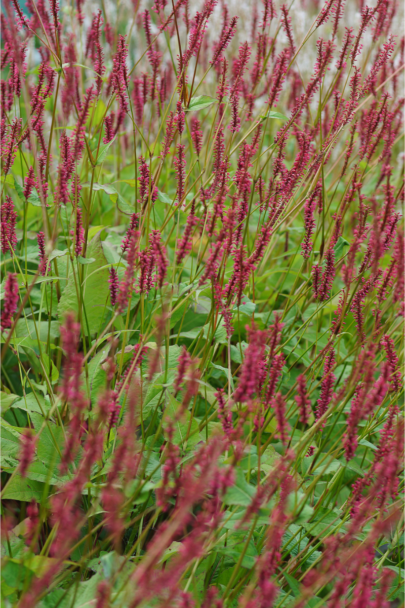 Bistorta amplexicaulis 'Speciosa' (Firetail)