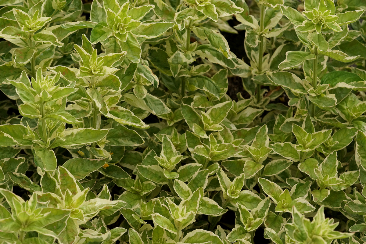 Lysimachia punctata 'Alexander'