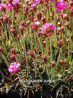 Armeria maritima 'Rubrifolia' ('Vesuv') - Strand-Grasnelke