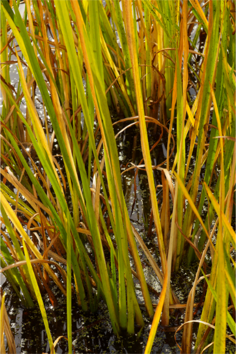 Acorus calamus - Kalmus