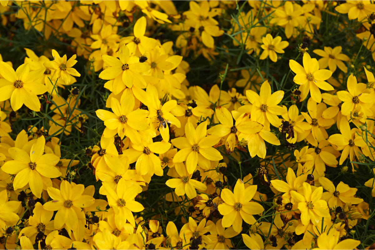 Coreopsis verticillata ('Grandiflora') - Mädchenauge