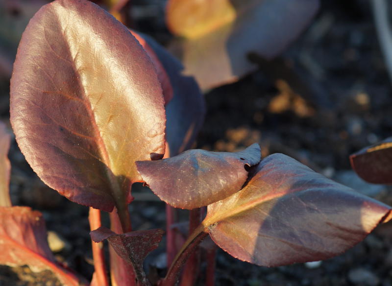 Bergenia Hybride 'Eroica'