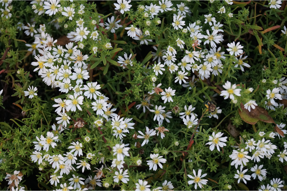 Aster pansus 'Snowflury' - Teppich-Myrtenaster