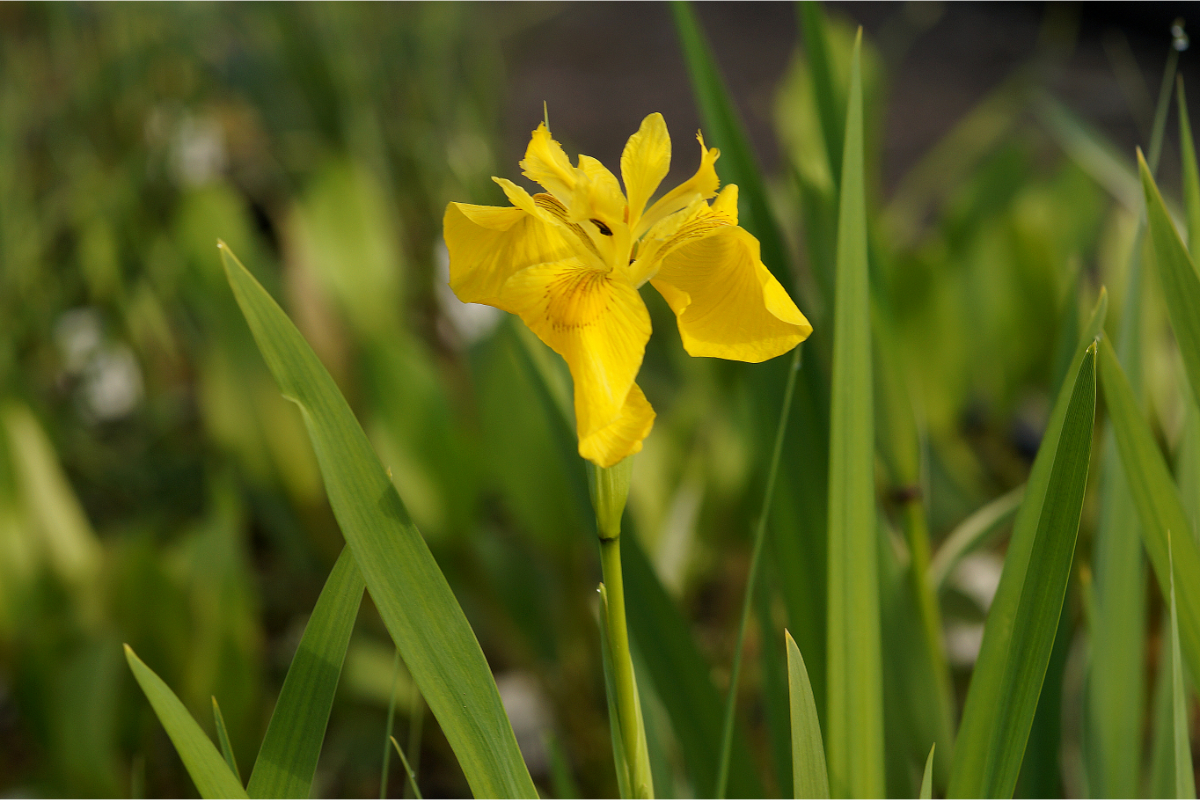 Iris pseudacorus - Sumpfschwertlilie