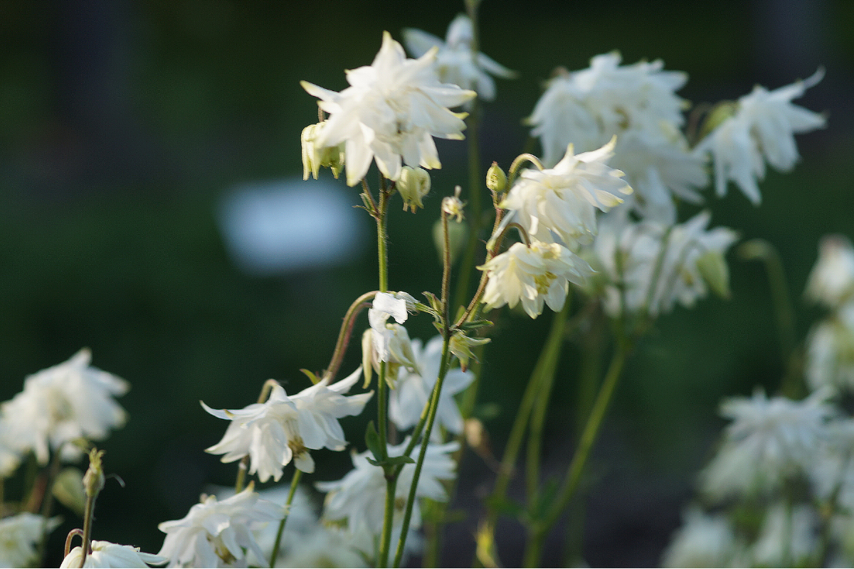 Aquilegia vulgaris plena 'Green Apples'
