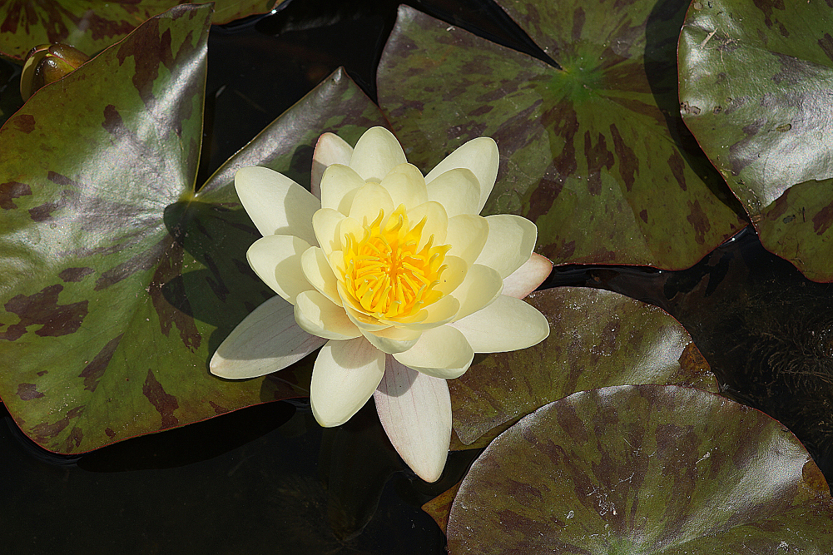 Nymphaea Hybride 'Marliacea Chromatella'