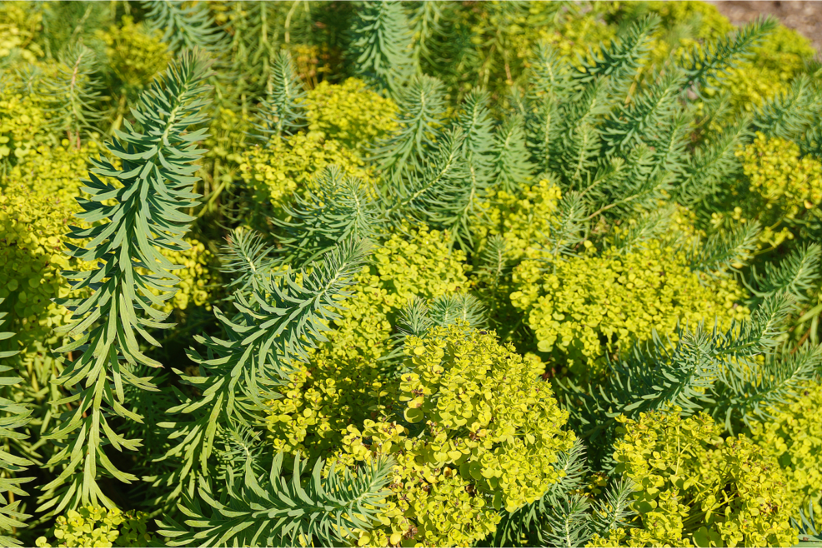 Euphorbia seguieriana ssp.niciciana