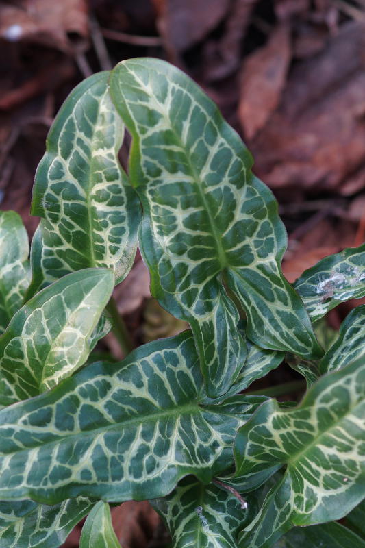 Arum italicum