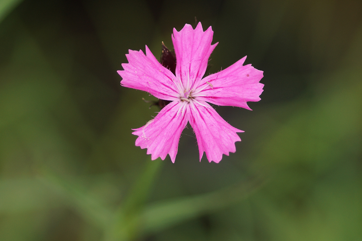 Dianthus carthusianorum