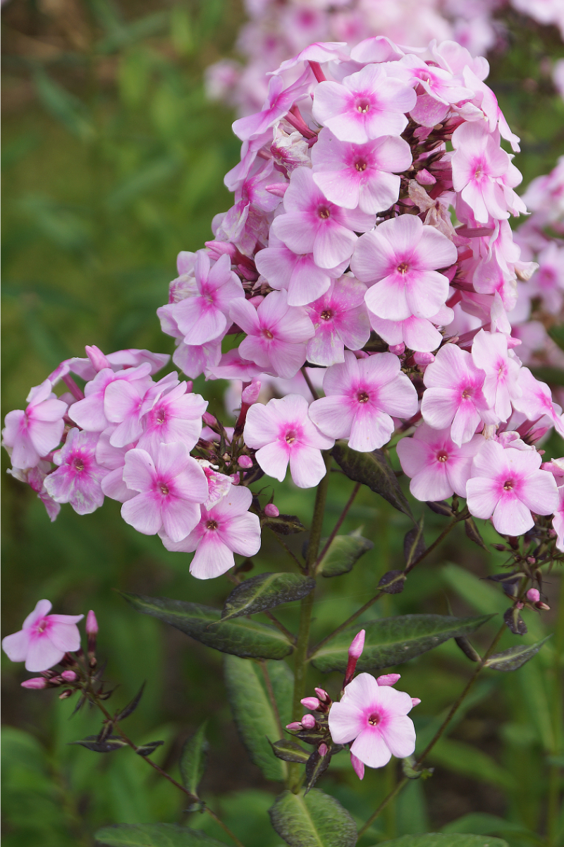 Phlox Paniculata-Hybr. 'Bright Eyes'