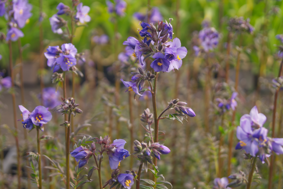 Polemonium yezoense 'Purple Rain Strain'