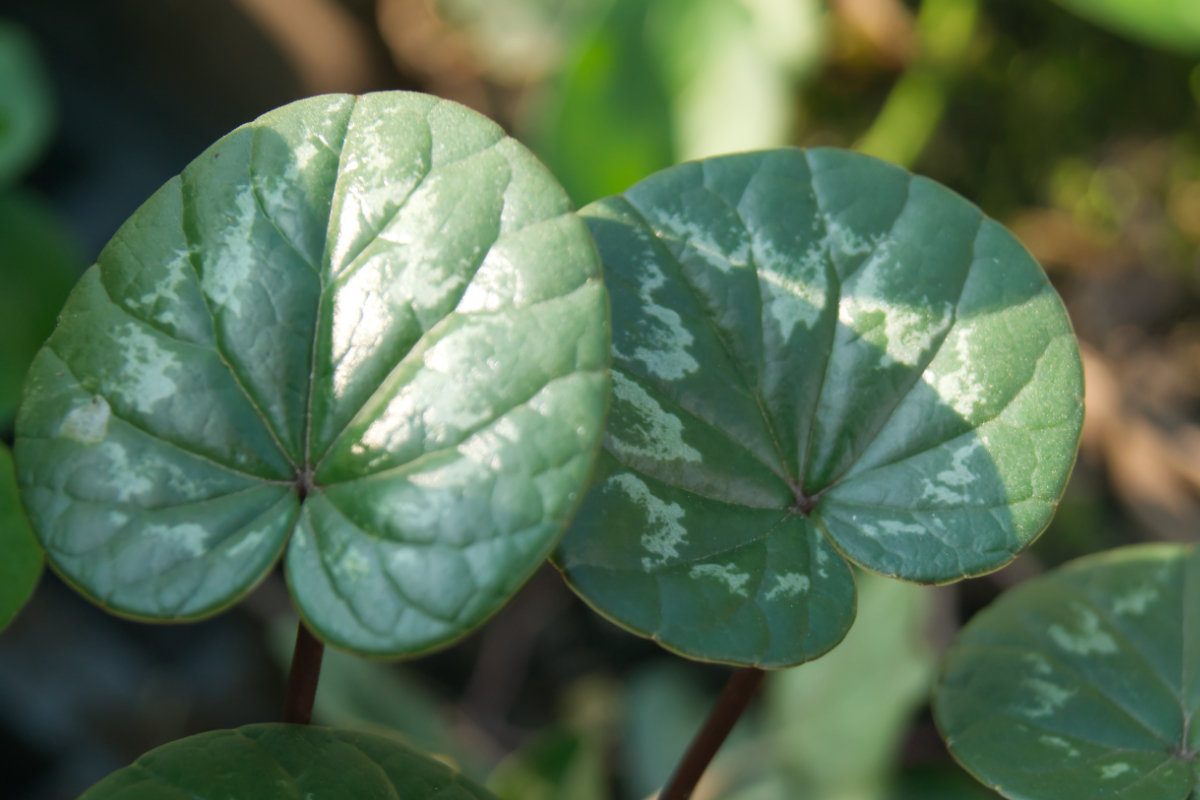 Cyclamen coum 'Silver Leaf' - Frühlings-Alpenveilchen