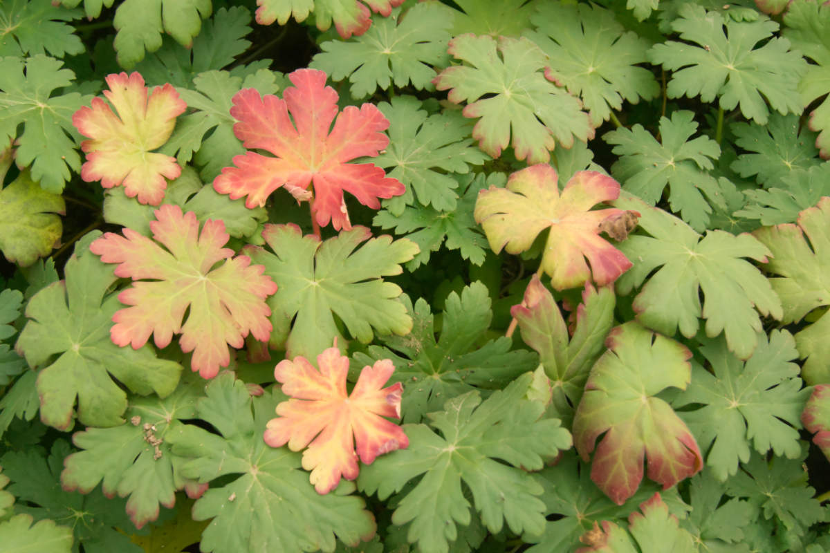 Geranium macrorrhizum 'Ingwersen'