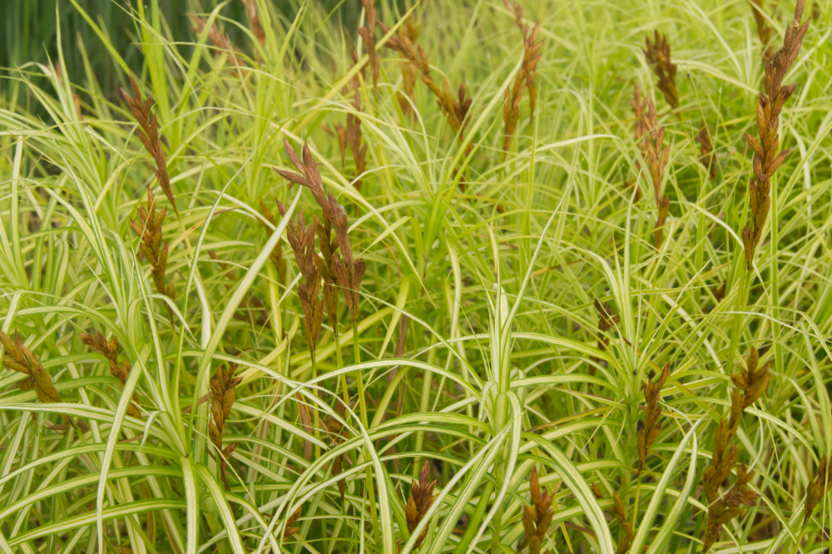 Carex muskingumensis 'Silberstreif'