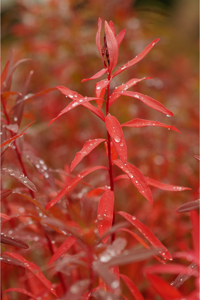 Euphorbia palustris - Sumpfwolfsmilch