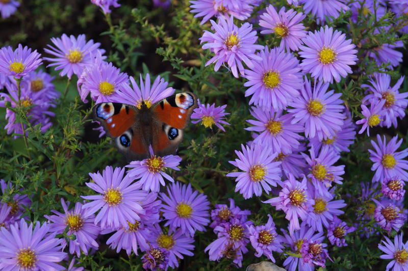 Aster Dumosus-Hybr. 'Herbstgruß vom Bresserhof'