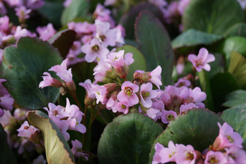 Bergenia Hybride 'Rosi Klose'