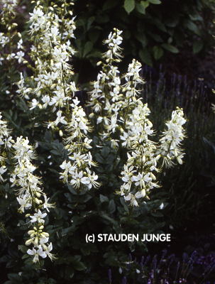 Dictamnus albus 'Albiflorus' - weißer Brennender Busch, Diptam