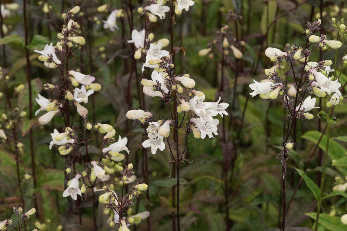 Penstemon digitalis 'Husker Red' - Fingerhutförmiger Bartfaden