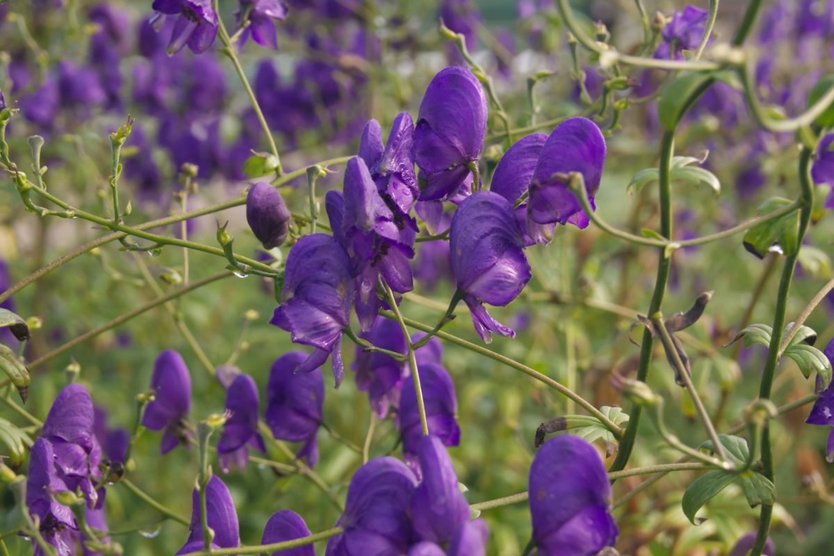 Aconitum henryi 'Spark'