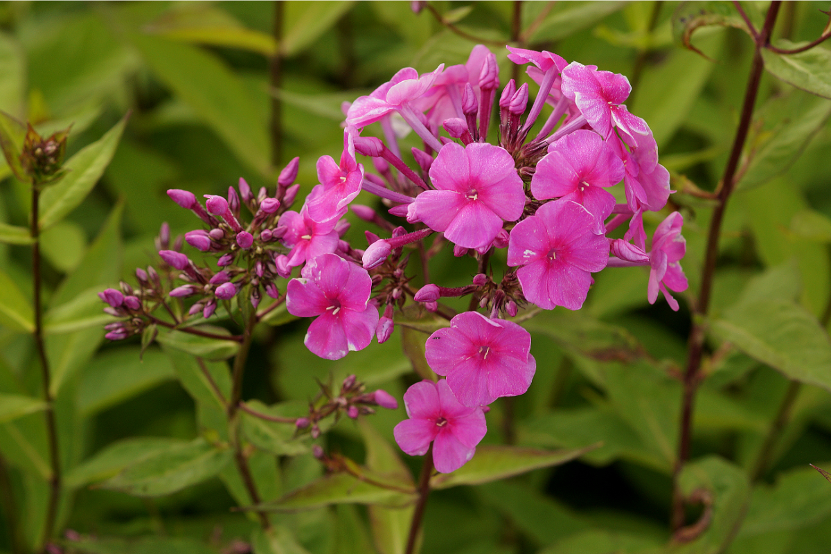 Phlox Paniculata-Hybr.'Winnetou' (ehemals amplifolia) - Hohe Flammenblume