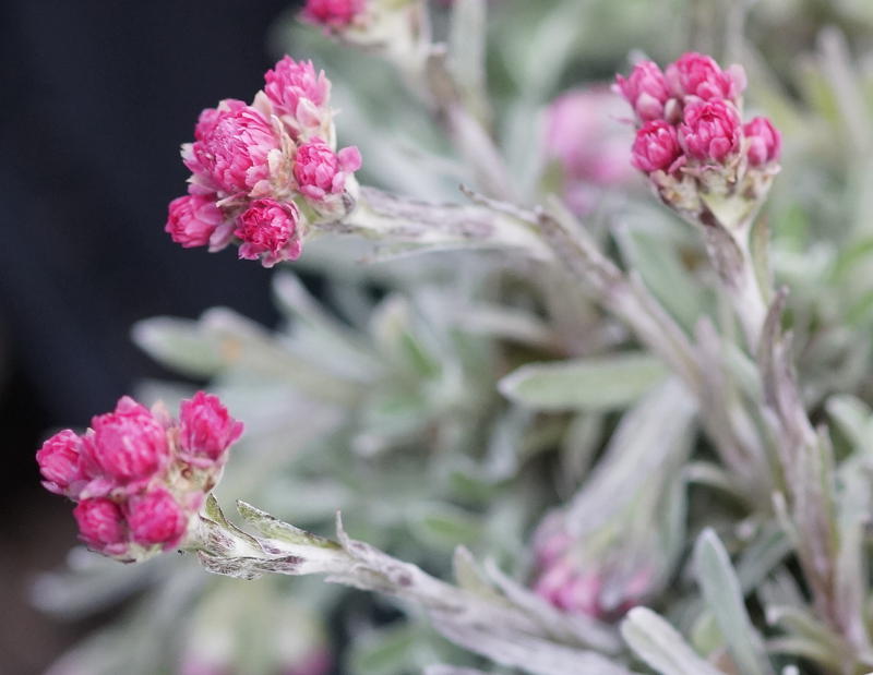 Antennaria dioica 'Rotes Wunder'