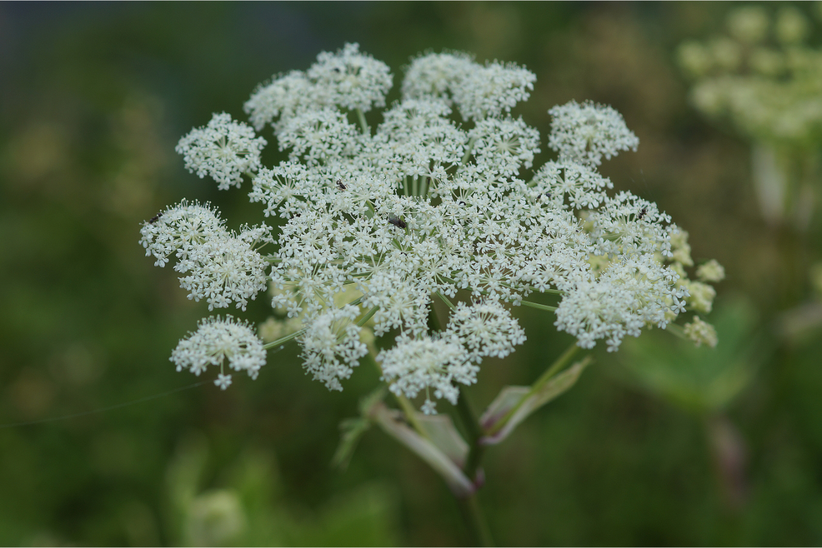 Peucedanum ostruthium 'Daphnis'