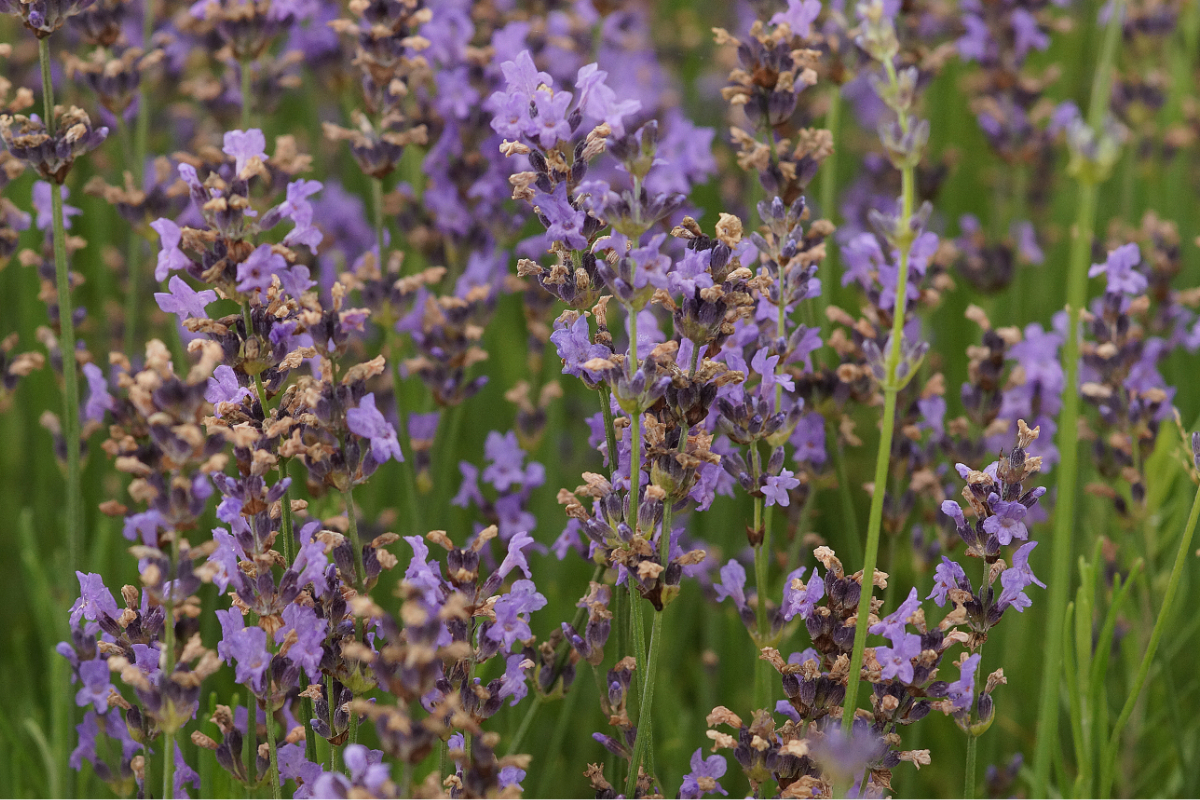 Lavandula angustifolia 'Dwarf Blue' - Lavendel