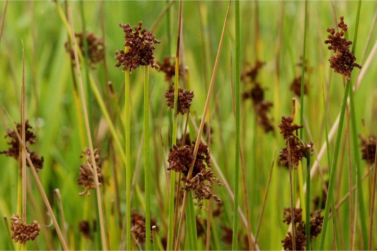 Juncus effusus - Flatter-Binse