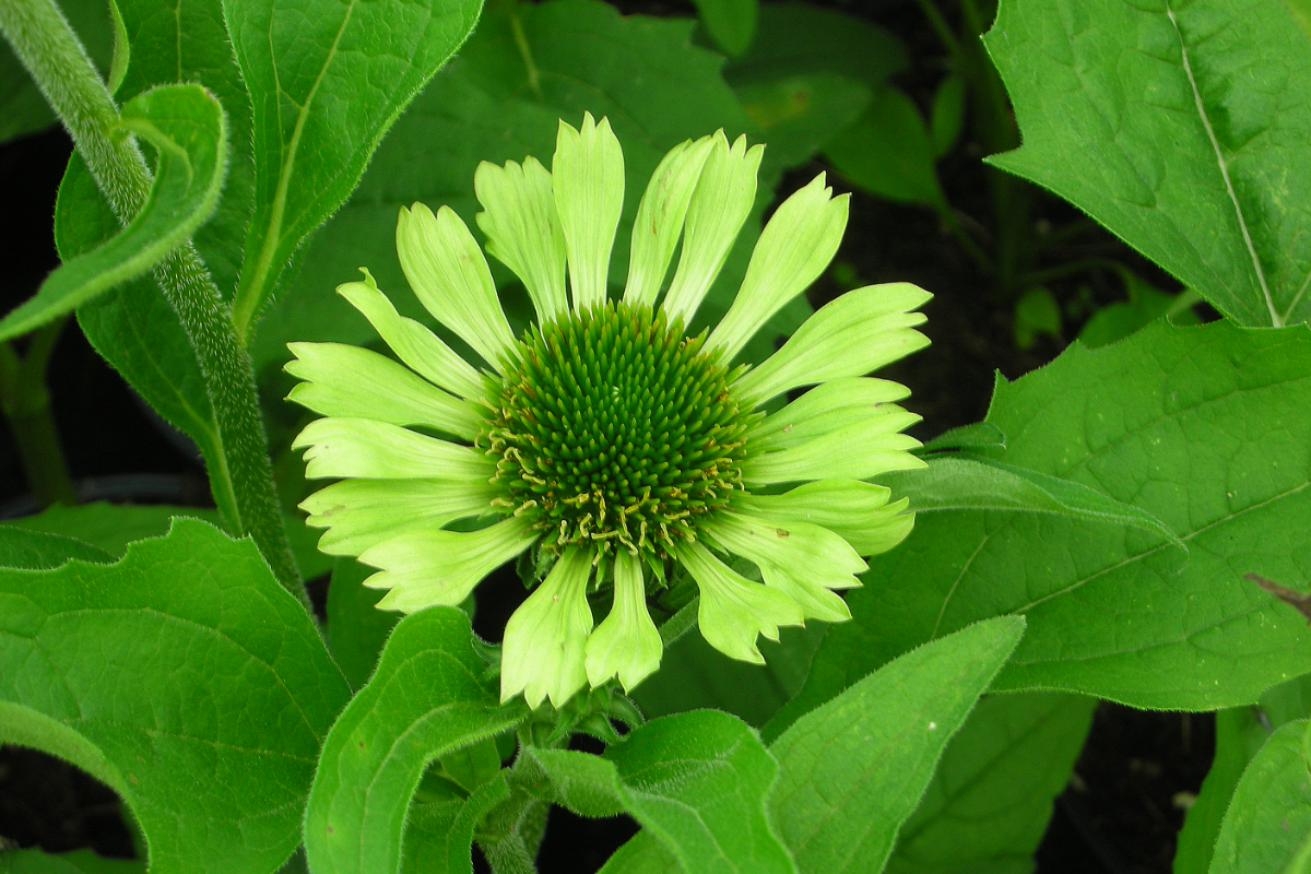 Echinacea purpurea 'Green Jewel'(R)