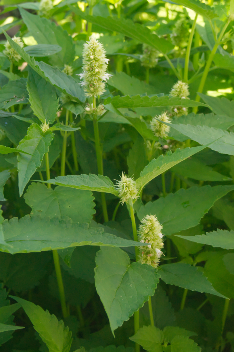 Agastache Rugosa-Hybr. 'Alba'