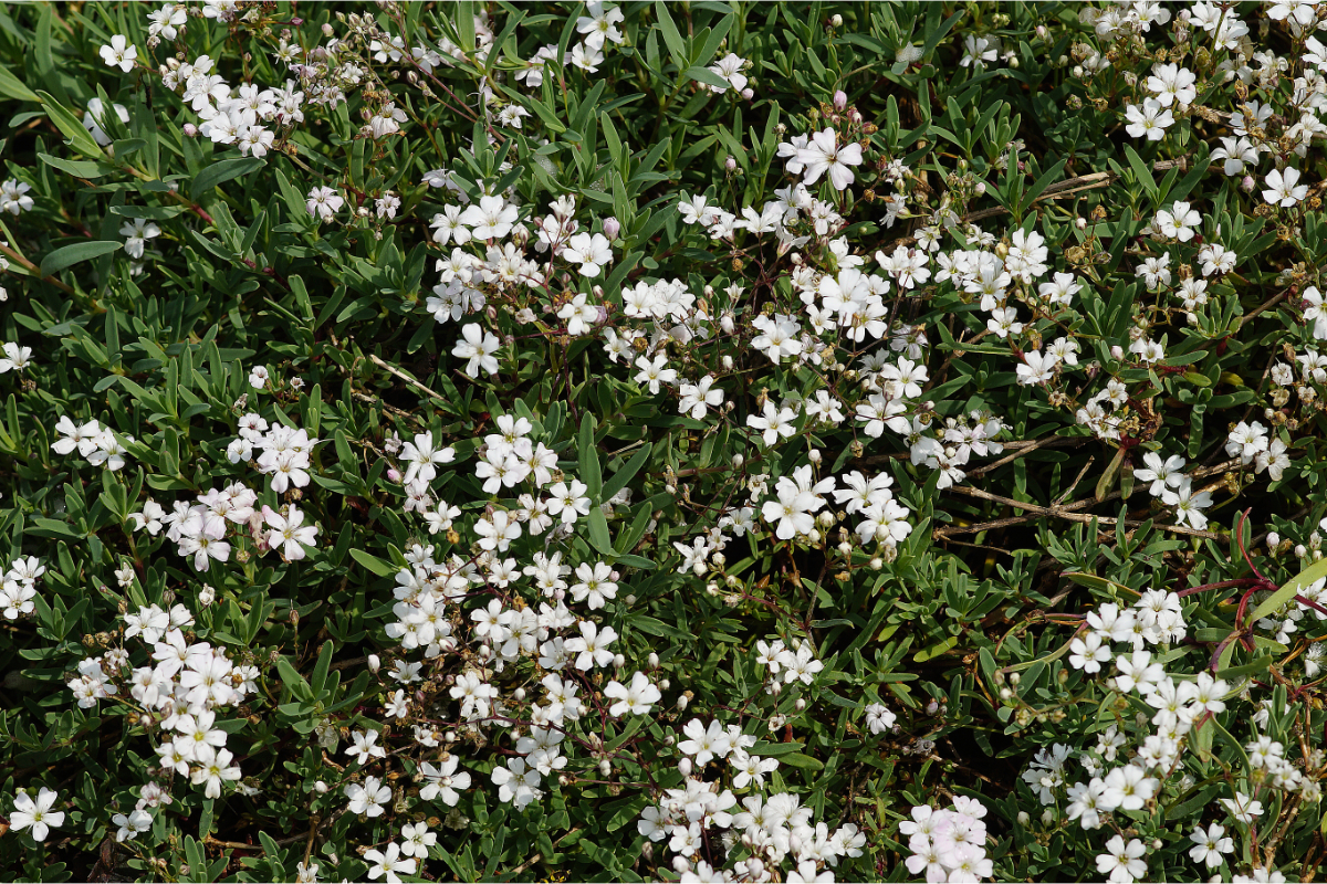Gypsophila repens - Schleierkraut